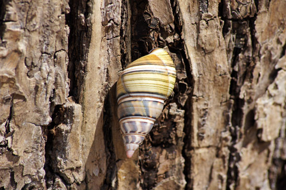 Liguus fasciatus ssp. Trinidad